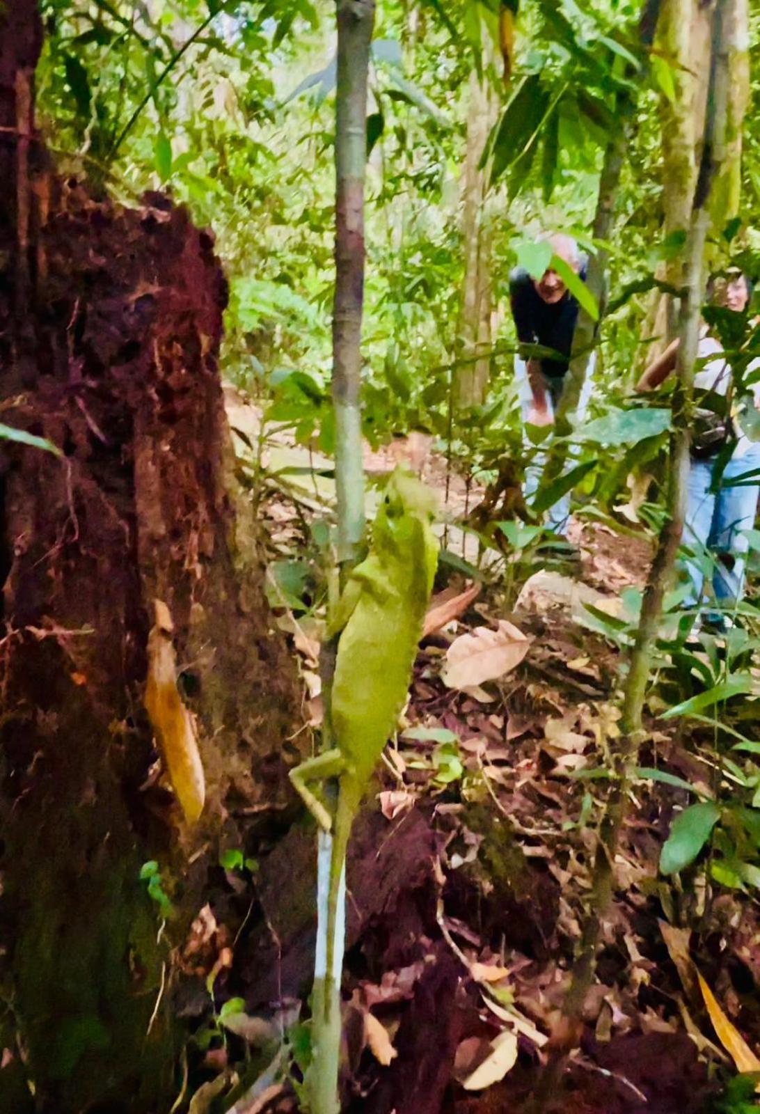 Rain Forest Star Deniyaya Exterior foto